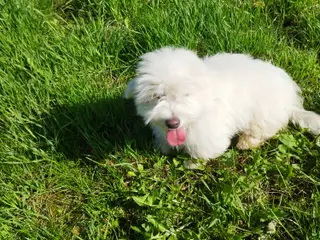 Coton de Tulear