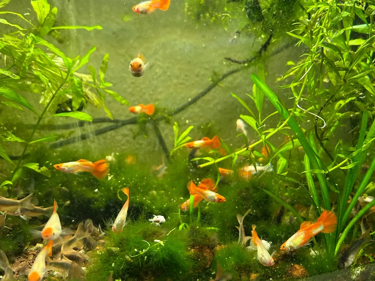 Billede 3 - 🐠❤️ Rednose Koi Guppy Par | Hvid Krop & Rød Hale