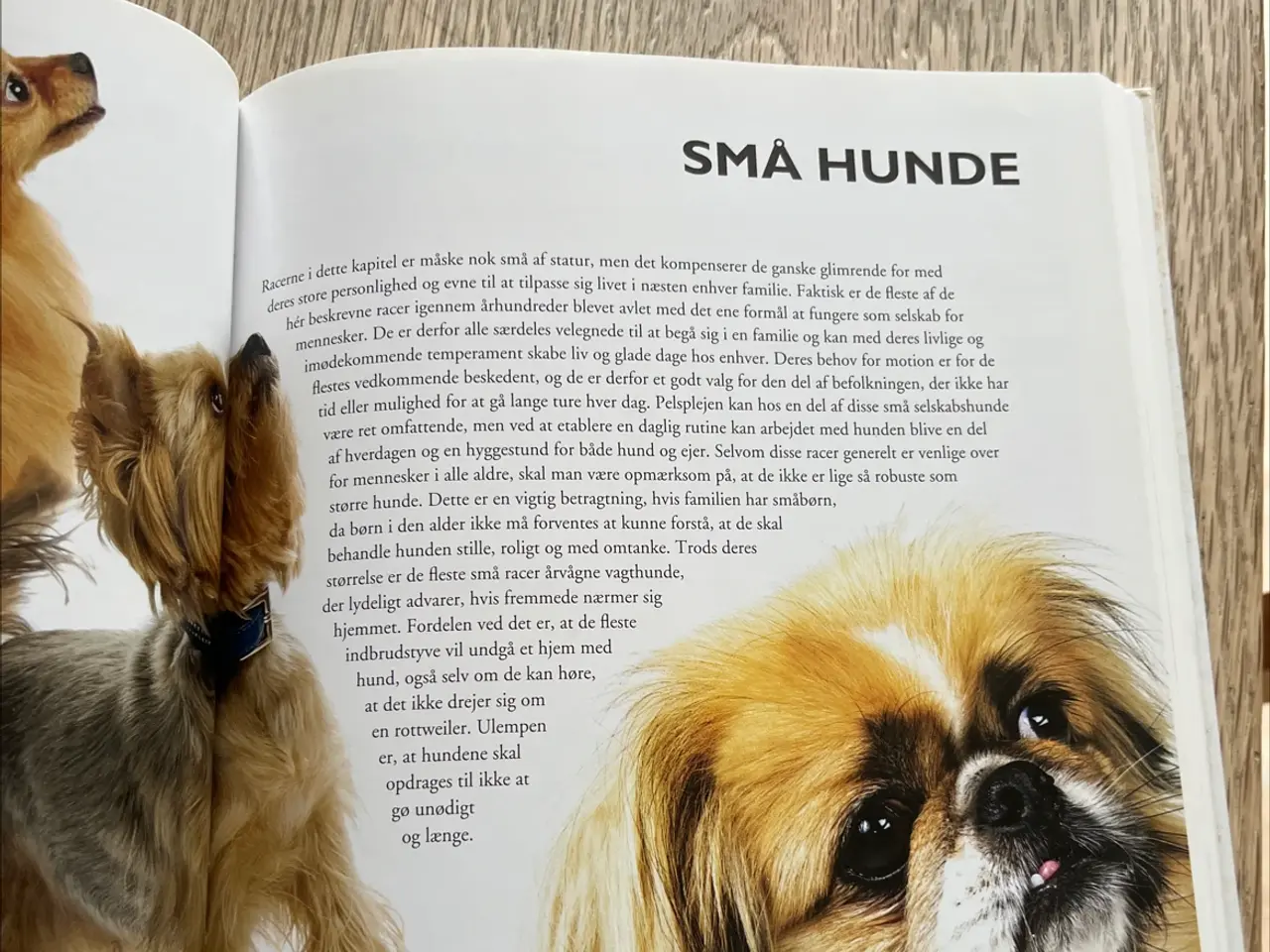 Billede 6 - Fagbog, Vælg den rigtige hund