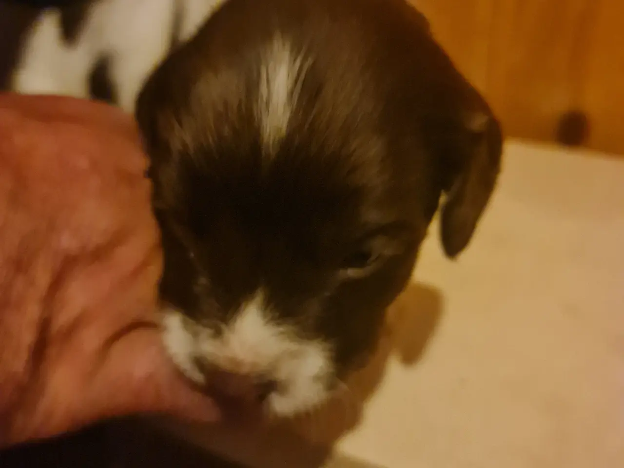Billede 8 - Engelsk springer spaniel FT