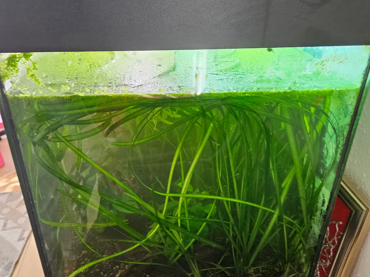Billede 7 - 90 liter akvarie tømt 24-08-2026