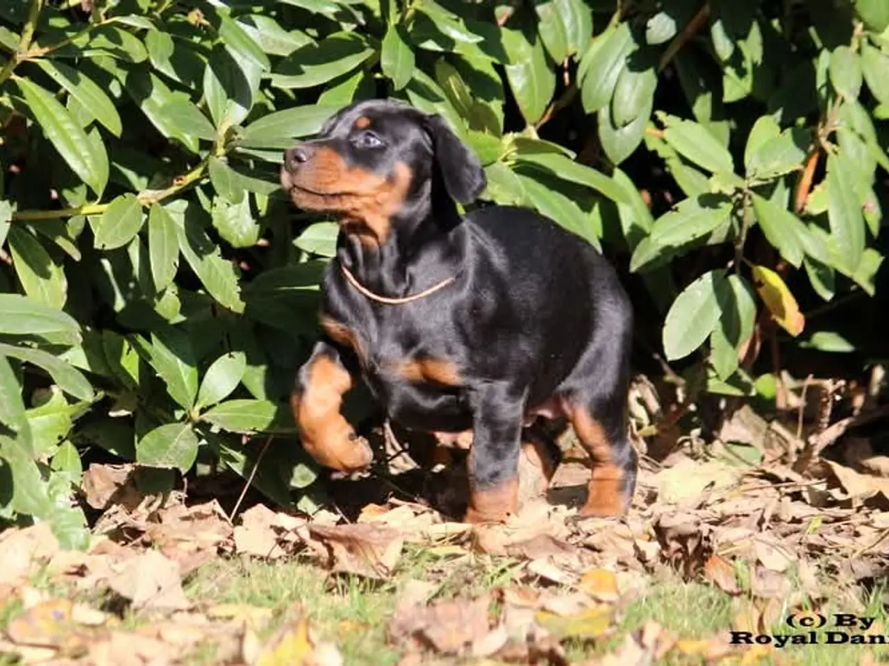 Billede 2 - Dobermann hvalpe i top klasse