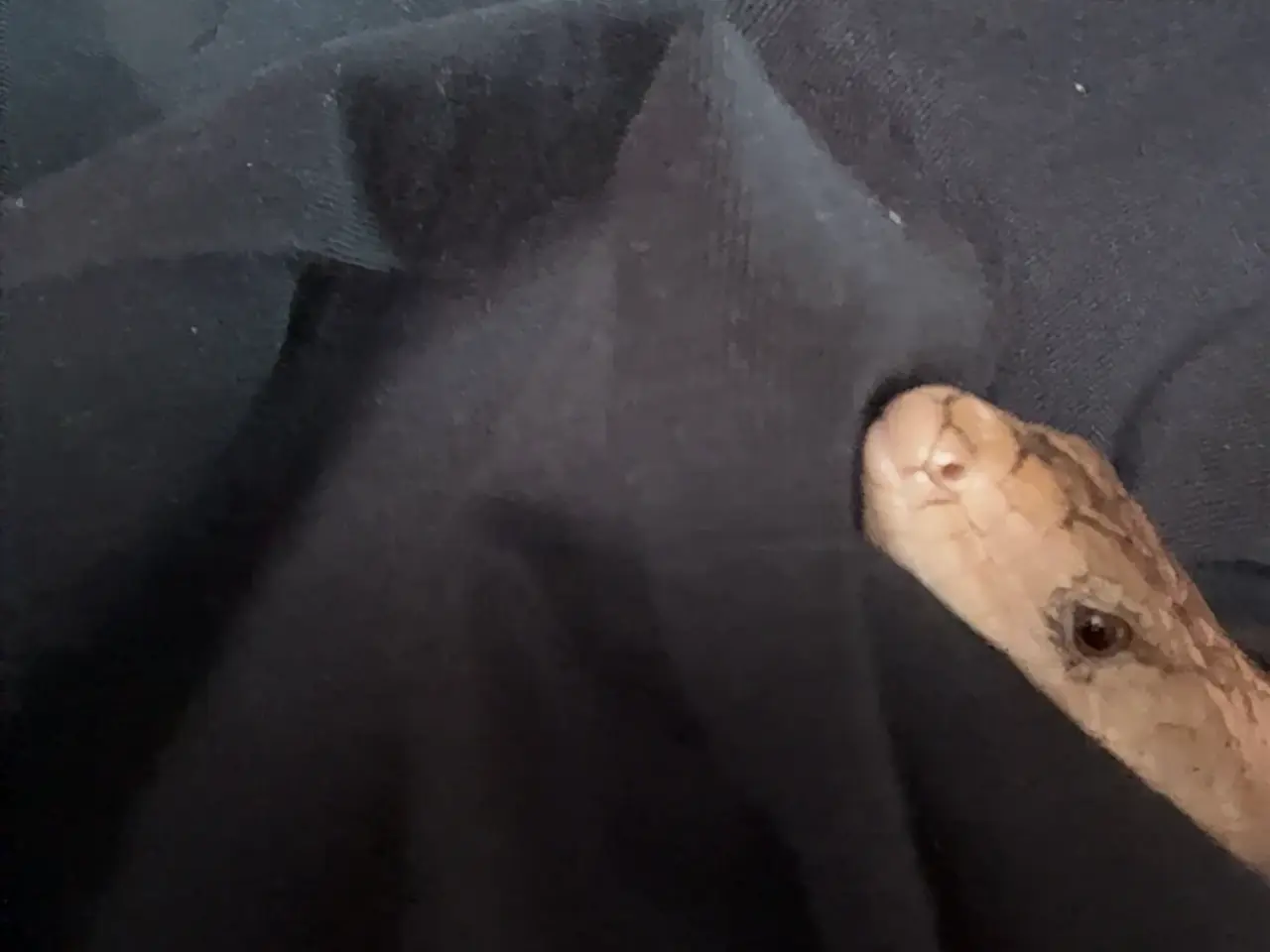 Billede 10 - Snegle skink