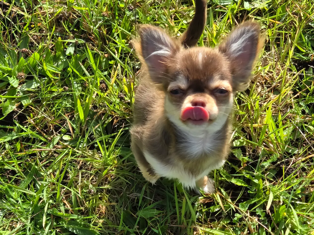 Billede 10 - Langhåret husky-chihuahua. Hun
