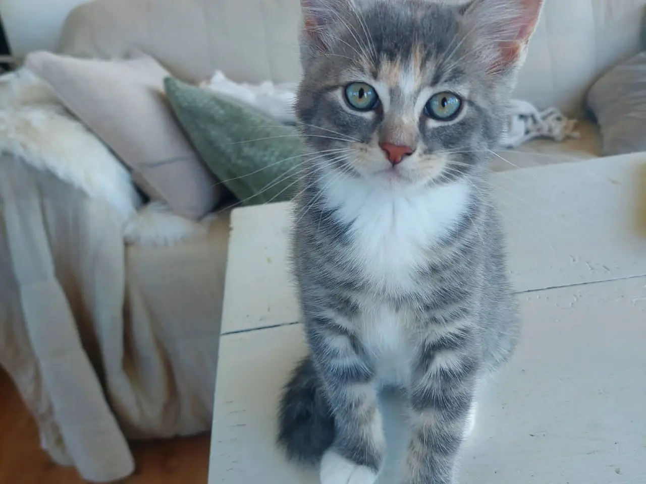 Billede 9 - Maincoon blanding killinger