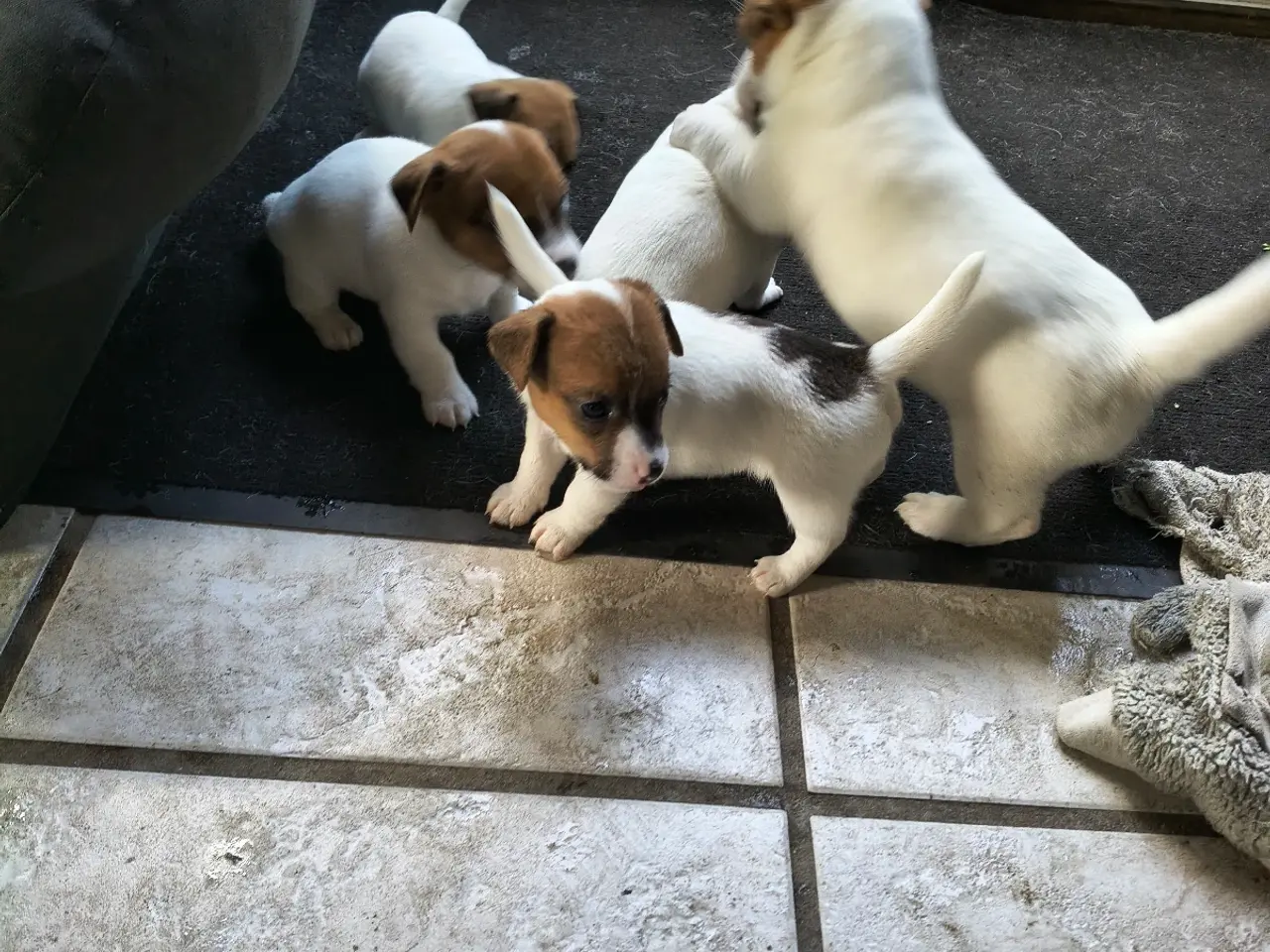 Billede 19 - Lækker Jack Russell Terrier hvalpe 
