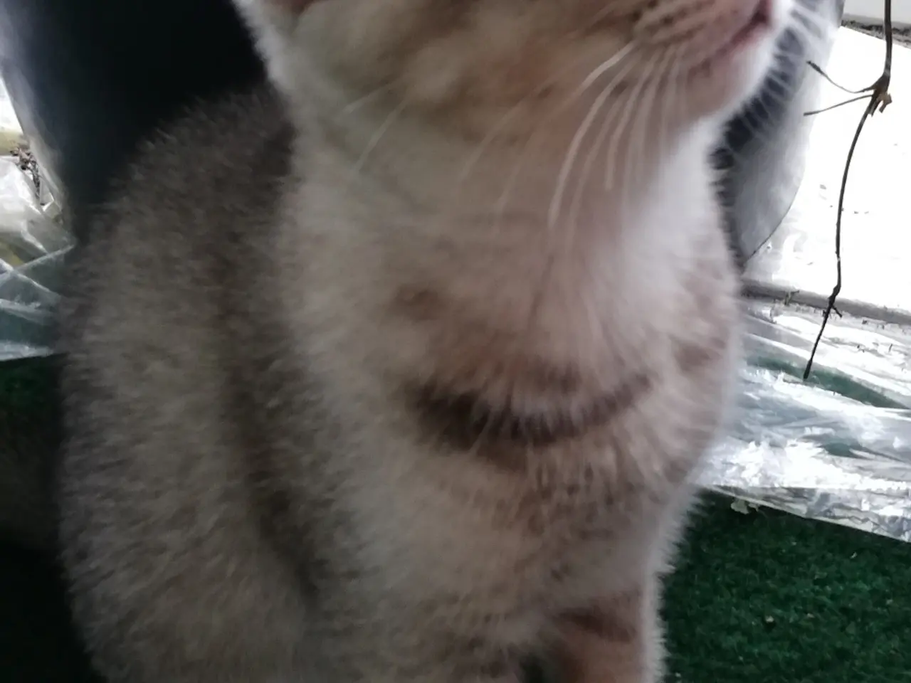 Billede 6 - Lisa – Sød og blid Scottish Fold hunkat søger kærl