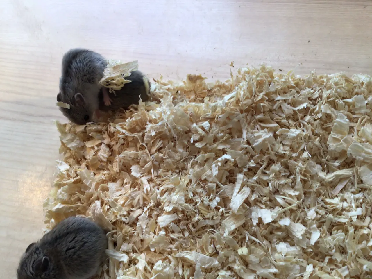 Billede 5 - Kinesiske hamster