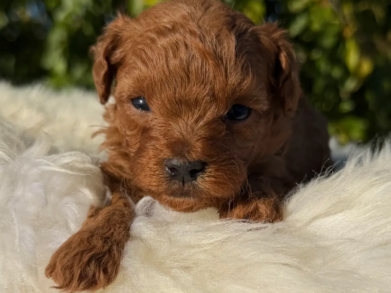 Billede 5 - Goldendoodle F1B