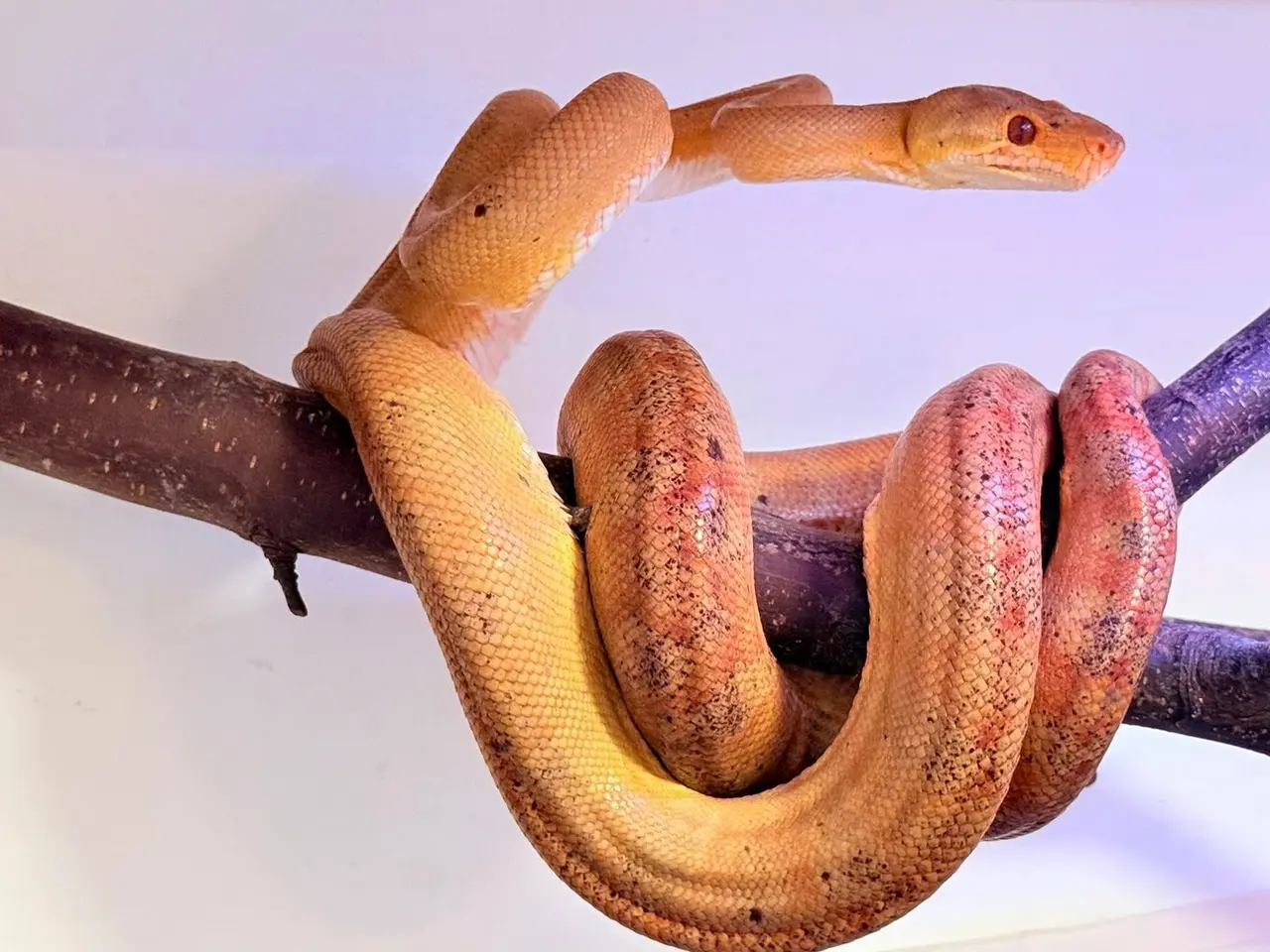 Billede 3 - Amazone træboa Corrallus Hortulanus Amazone