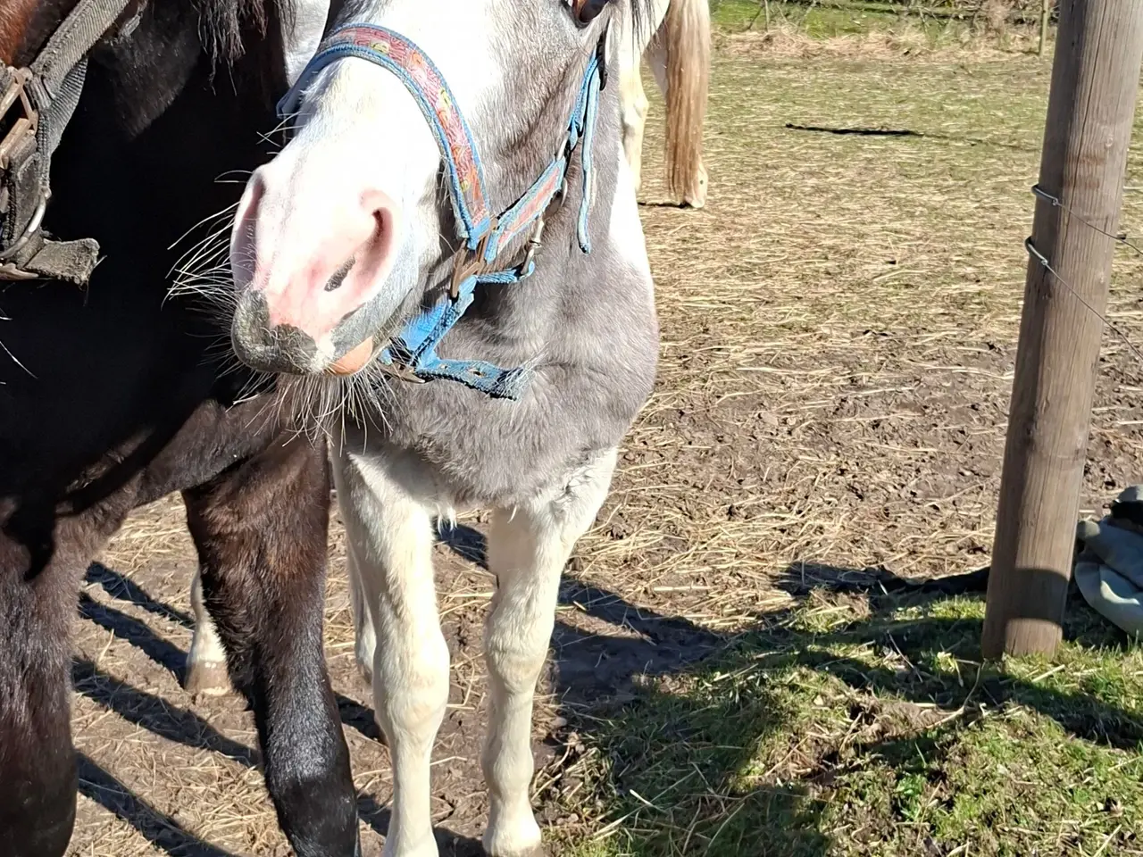 Billede 5 - Skøn kommende spring hest