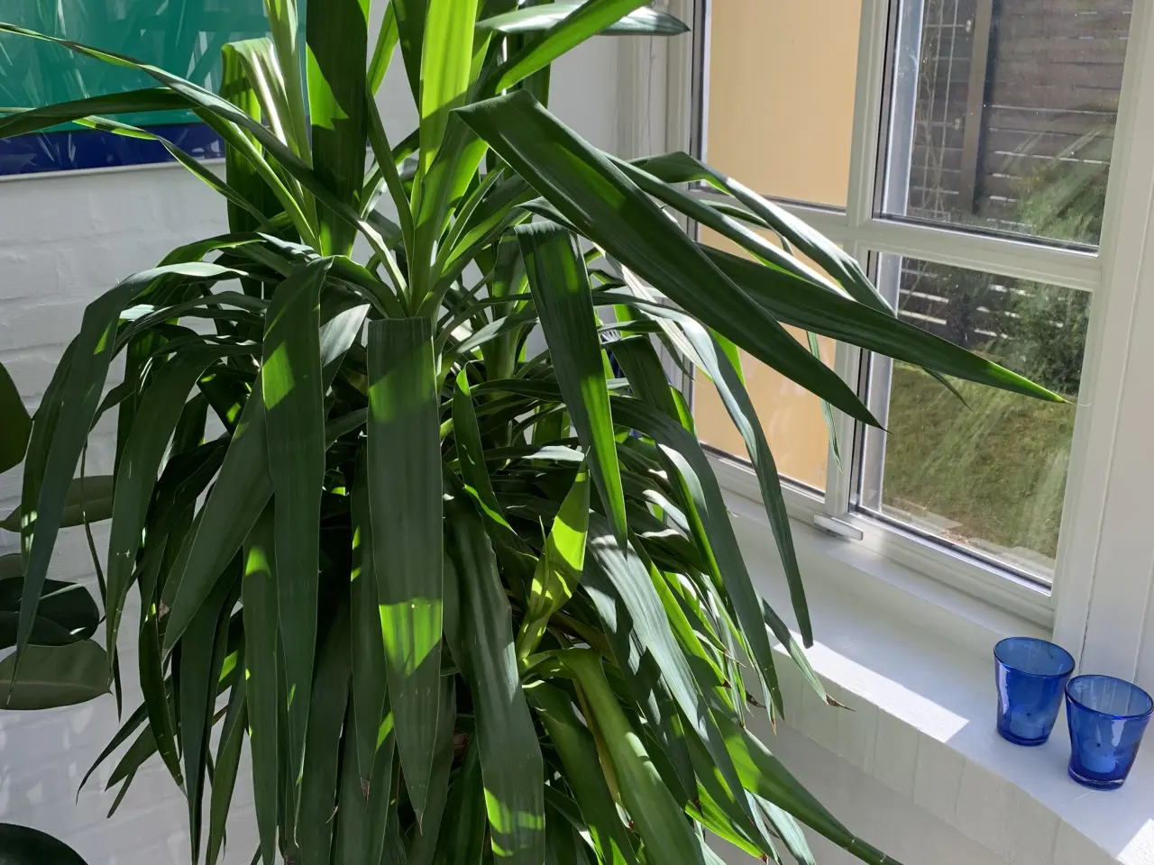 Billede 2 - Stor palme