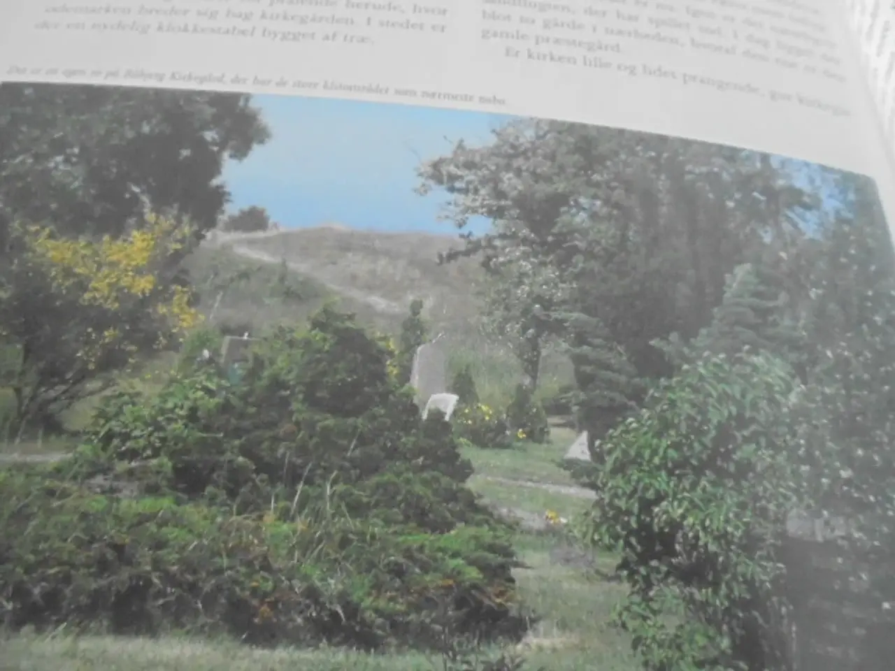 Billede 4 - Naturen omkring Diget (mellem Aalbæk og Skagen)