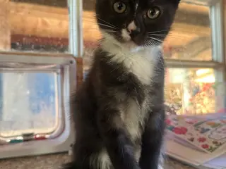 Skøn han Maine coon blanding 