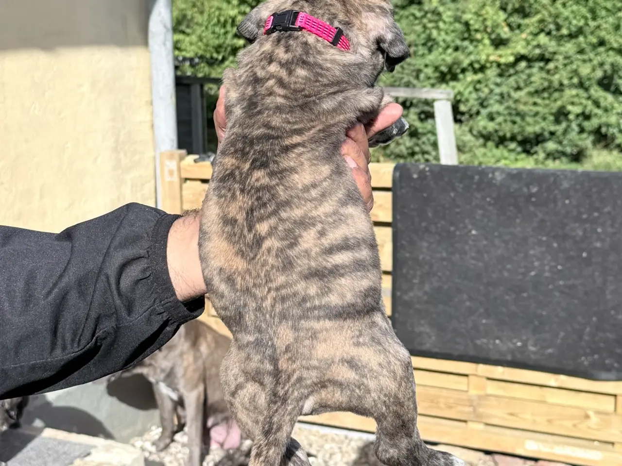 Billede 9 - Presa canario / Cane Corso hvalpe