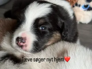 8 lækre Australien Shepherd hvalpe