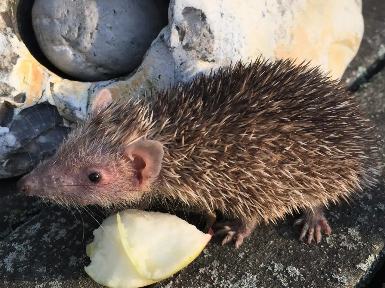 Billede 15 - Tenrec 