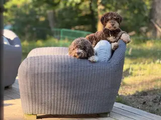 Charmerende og kælen Lagotto Romagnolo - 3