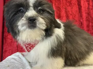 Rejseklar Shih tzu-mor/ Coton de Tulear-far