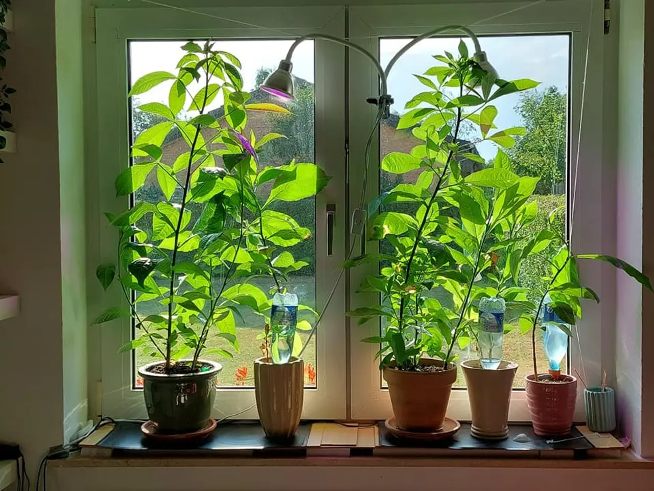 Billede 7 - 4-6 stk. Baobab-plante til salg (Bonsai)