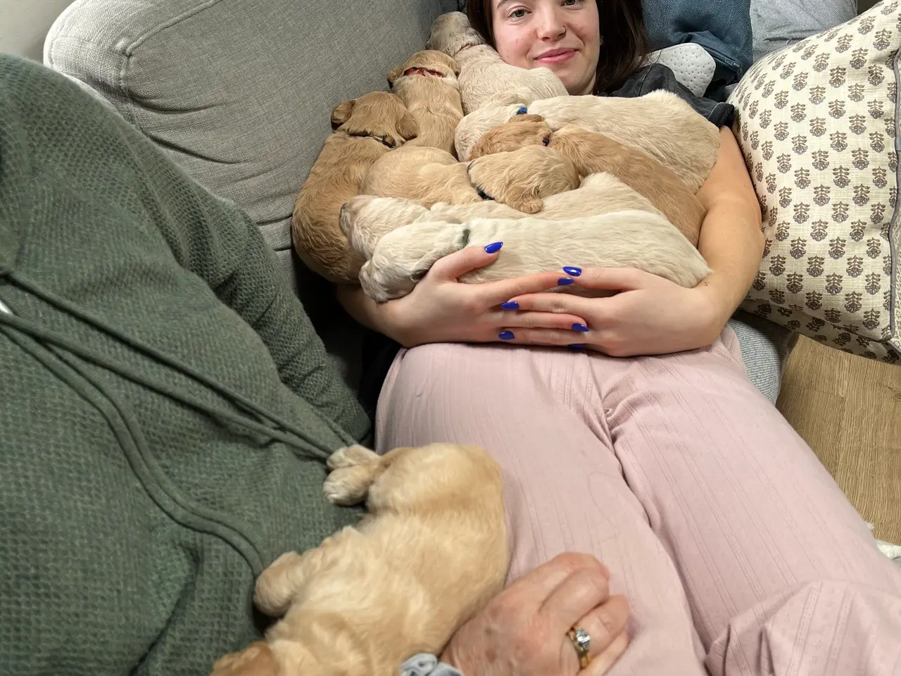 Billede 4 - Goldendoodles hvalpe NYE BILLEDER og PRIS