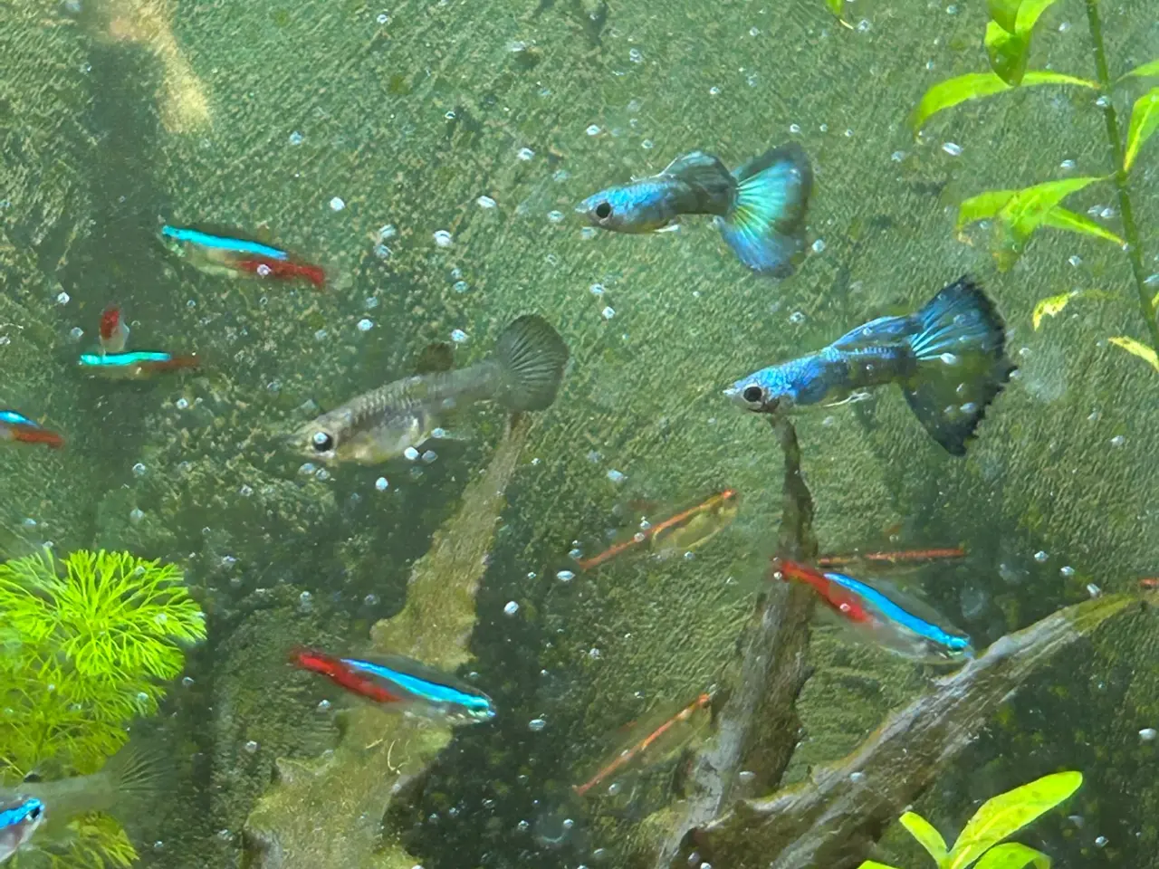 Billede 3 - 🐟🔵 Blue Moscow Guppy Par sælges - Viby J