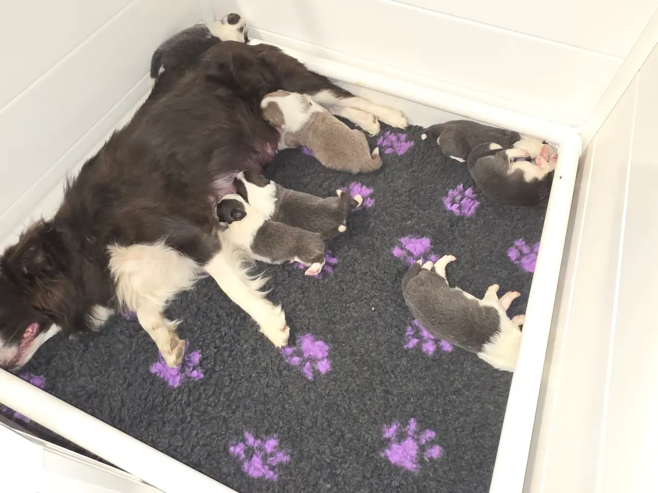 Billede 1 - Border Collie stueopdræt hvalpe