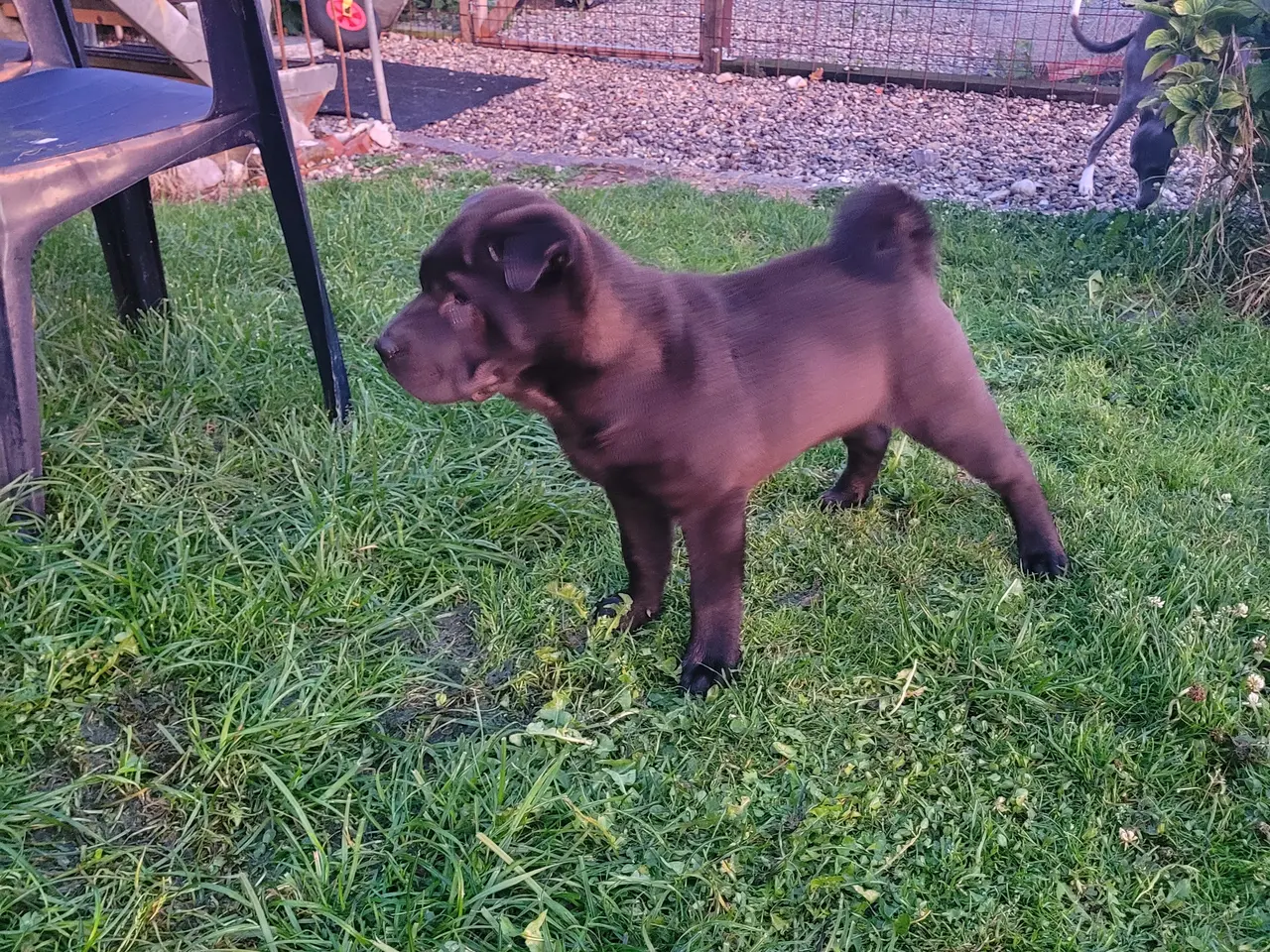 Billede 4 - Shar pei hvalp