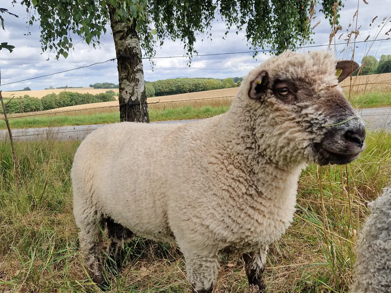 Billede 3 - Oxforddown vædder
