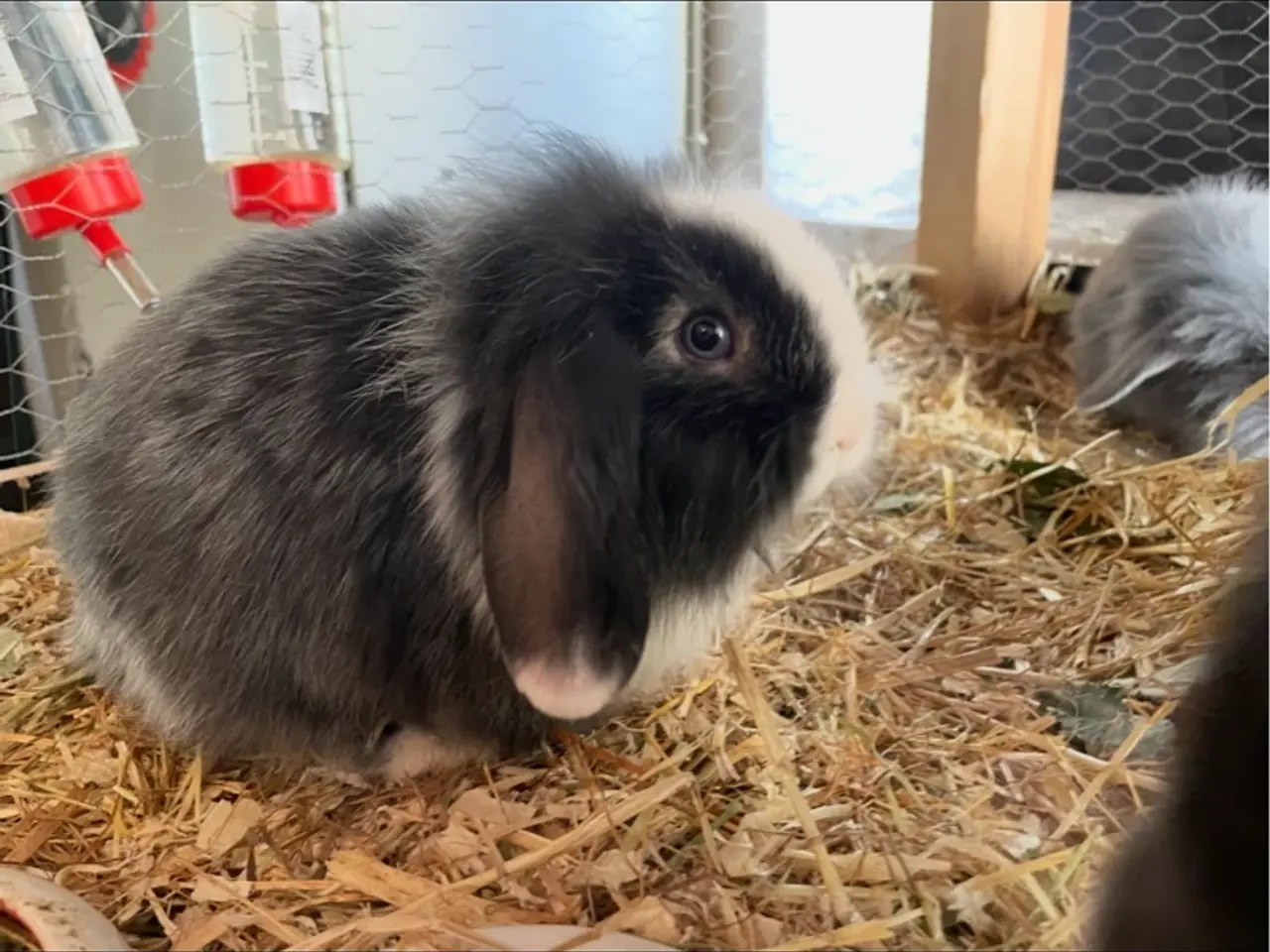 Billede 1 - Mini lop/ Lion lop kanin unger