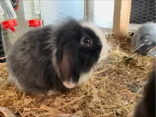 Mini lop/ Lion lop kanin unger 