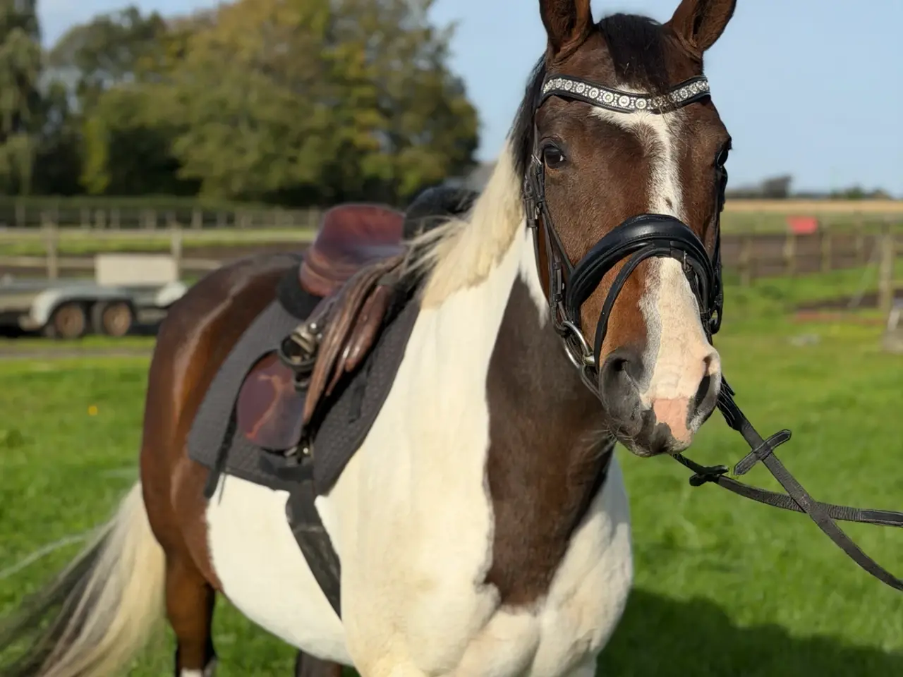 Billede 3 - American paint horse