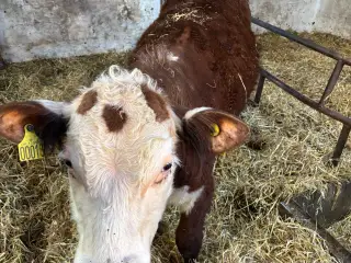 Hereford tyr