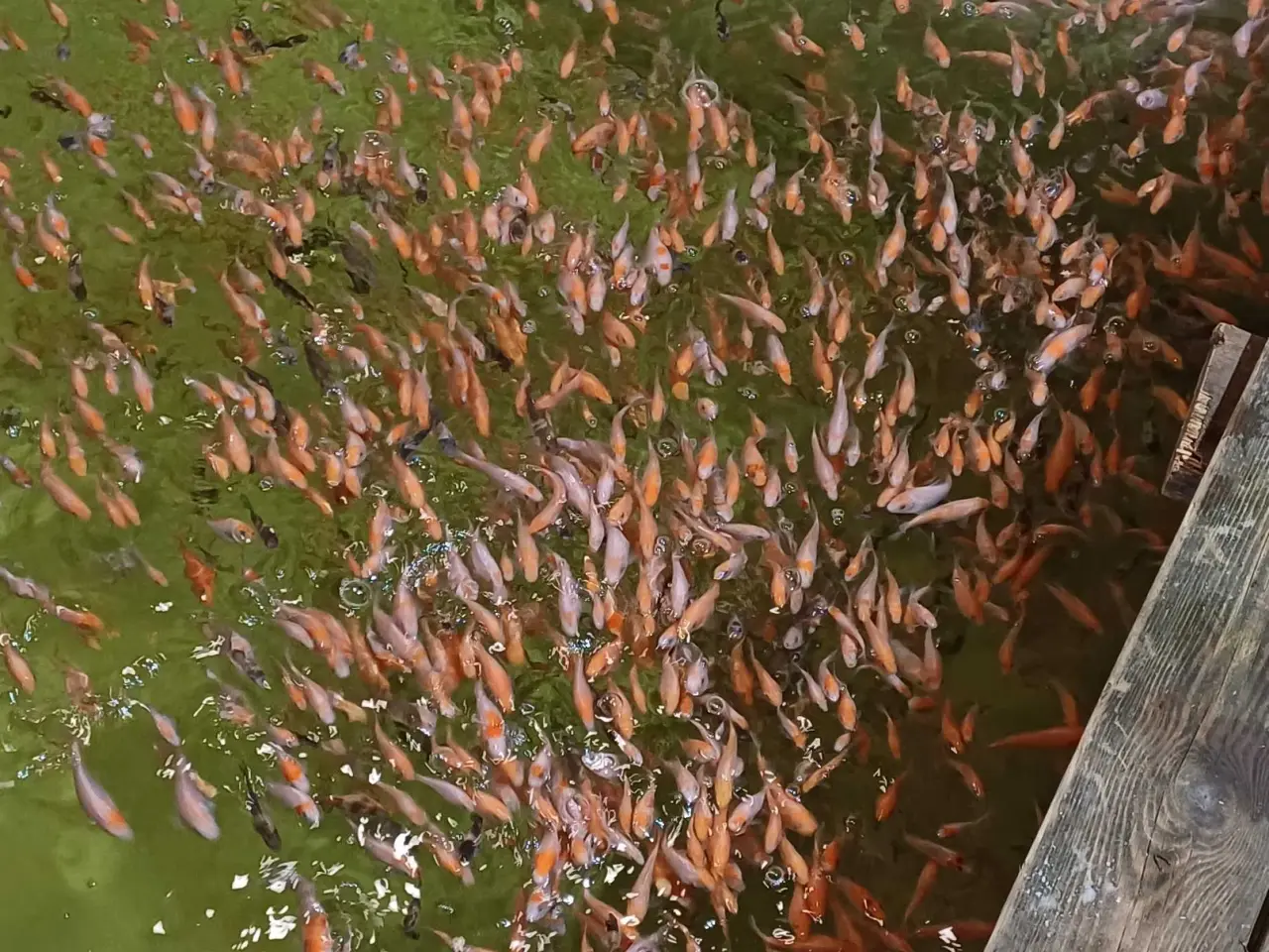Billede 2 - Koi 6-10 cm
