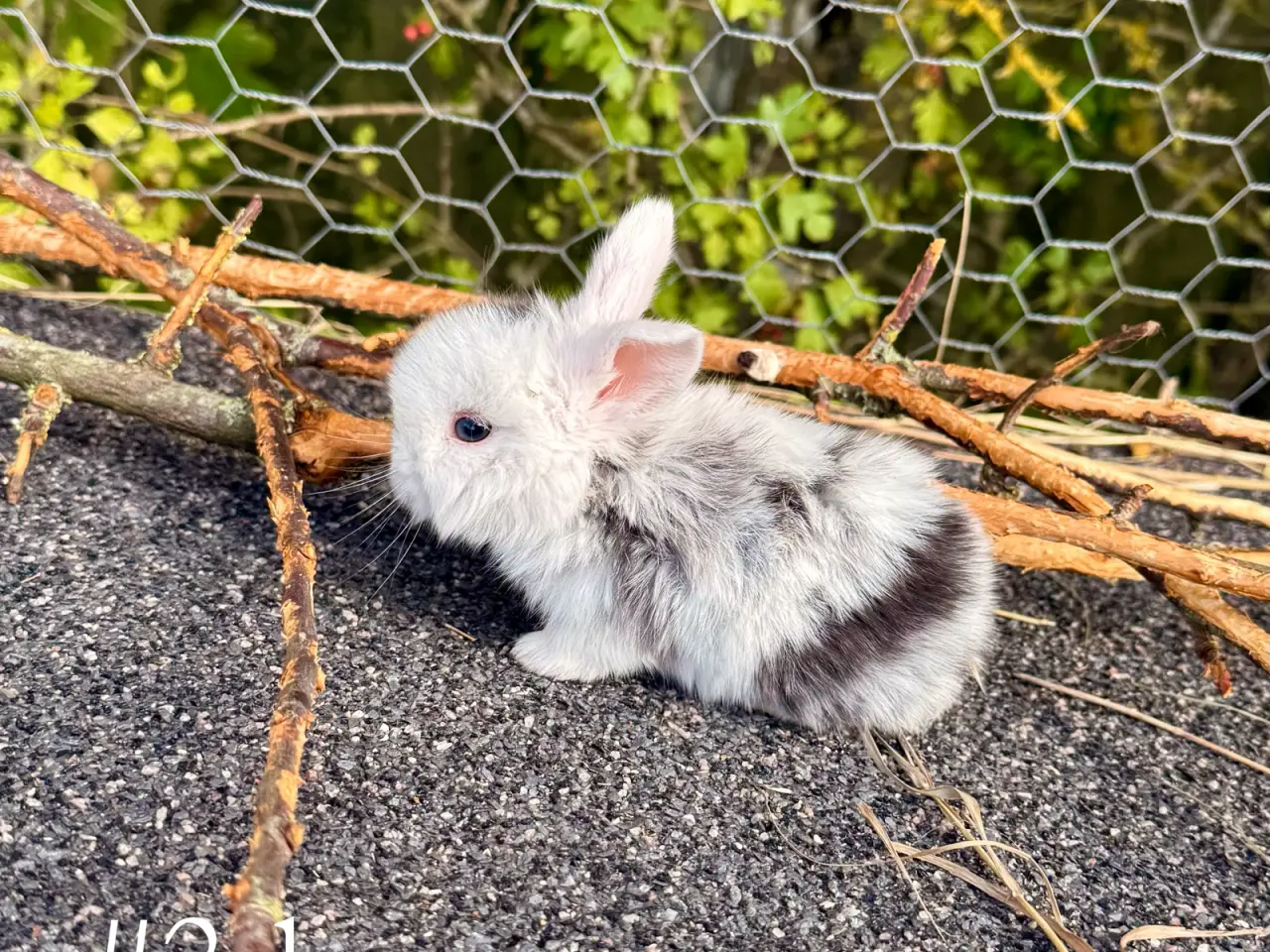 Billede 4 - Mini Lop kaninunger