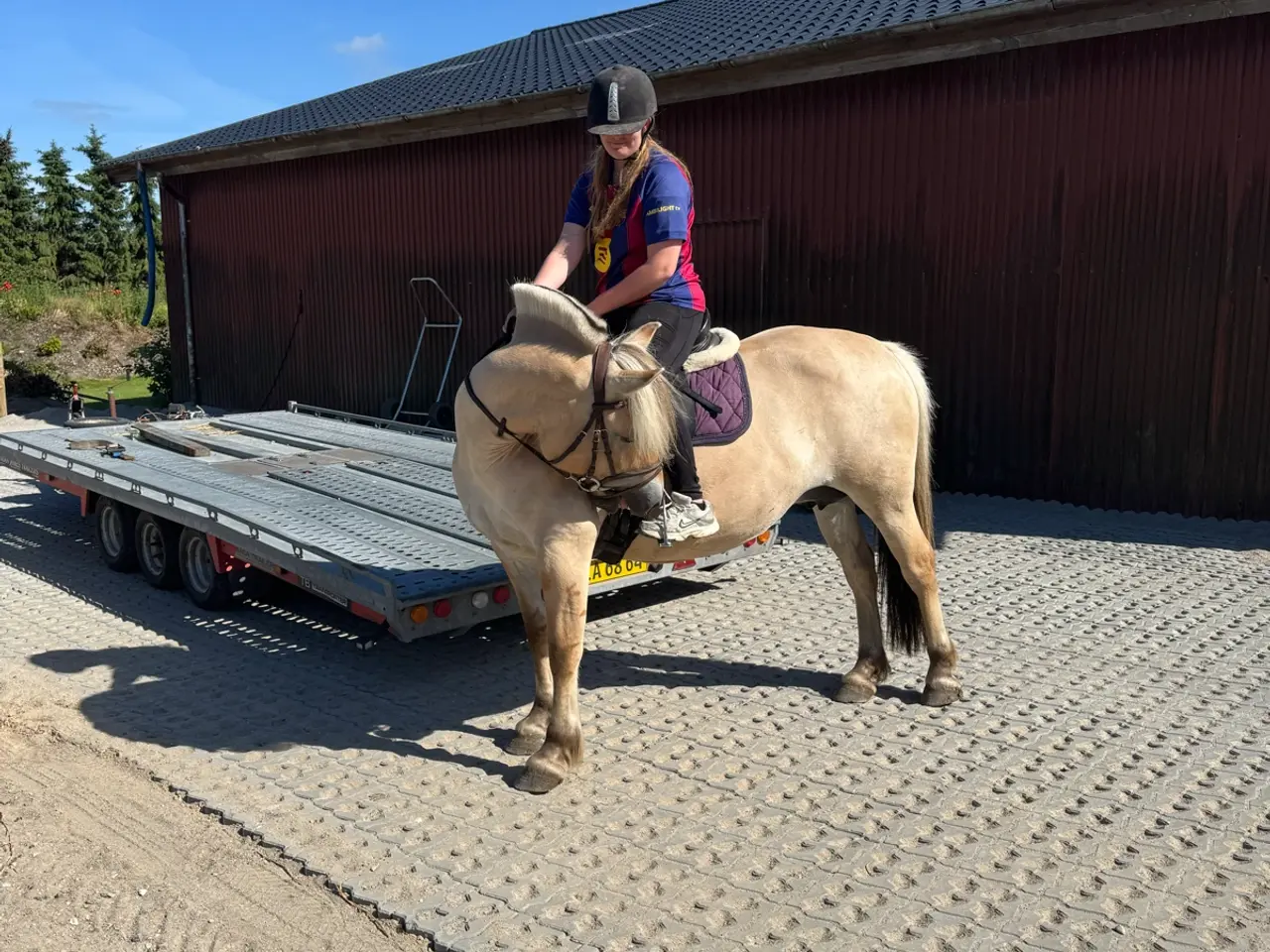 Billede 5 - Smuk og dejlig avlshoppe