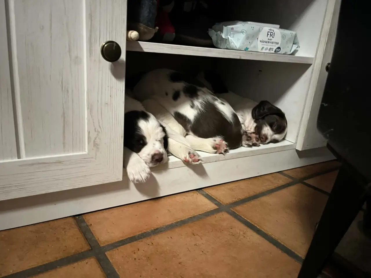 Billede 2 - Springer spaniel hvalp