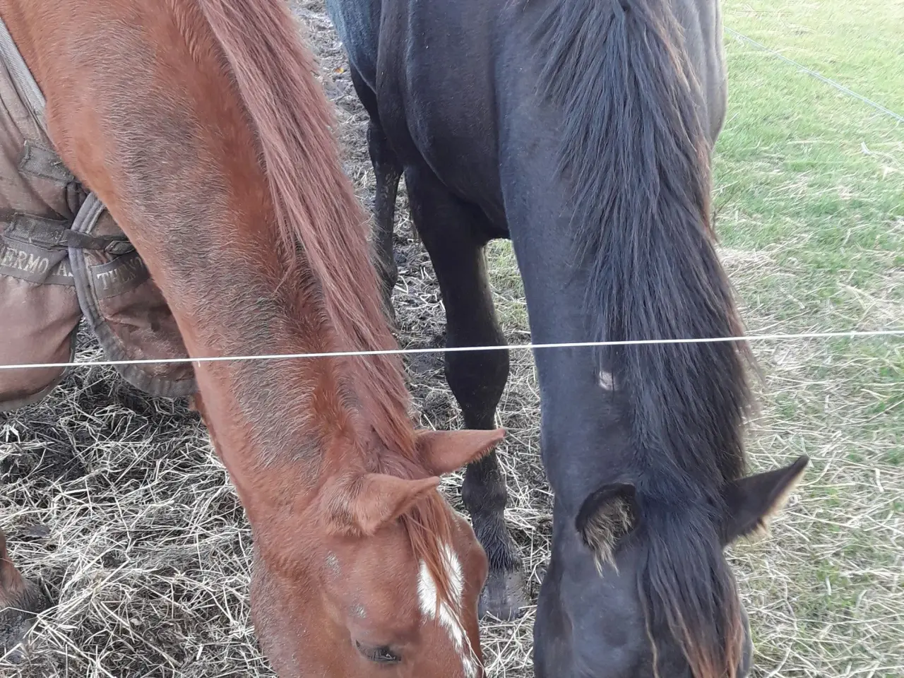 Billede 2 - 3 års plage og 4 års købes , DV og oldenborg 
