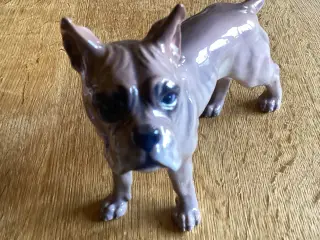 DJ Bokser Hund