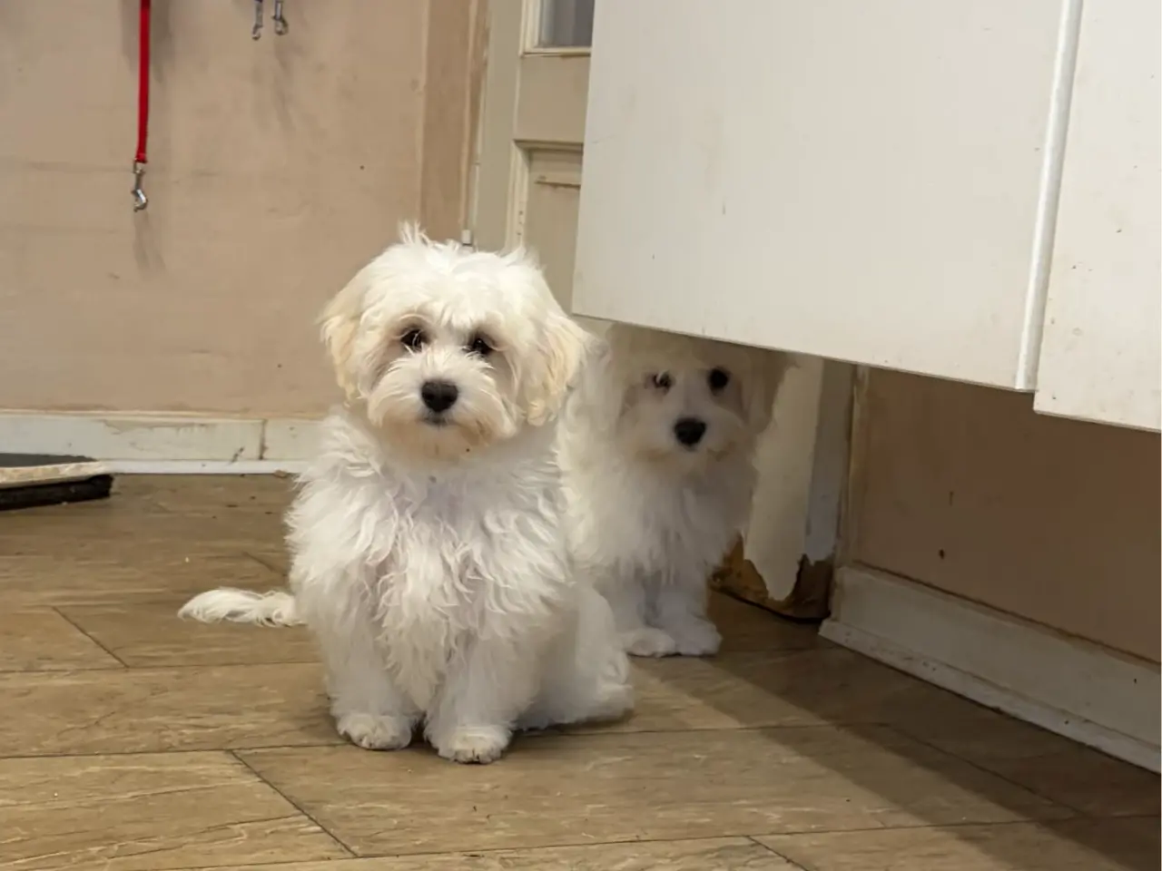 Billede 17 - 1 Maltipoo pige er rejse klar nu !