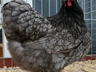 Dværg Orpington i blå