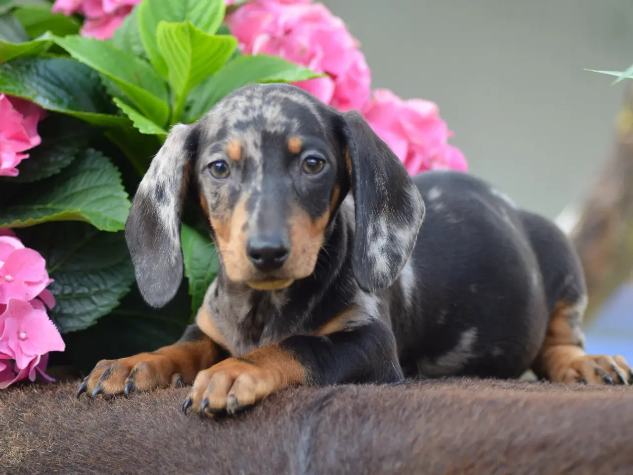 Billede 6 - American Miniature Dachshund-hvalpe 10 uger