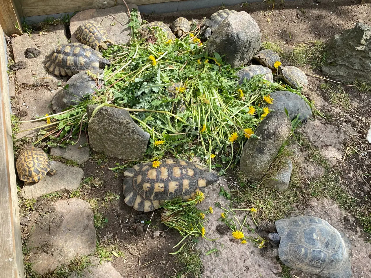 Billede 2 - Skildpadde landskildpadde