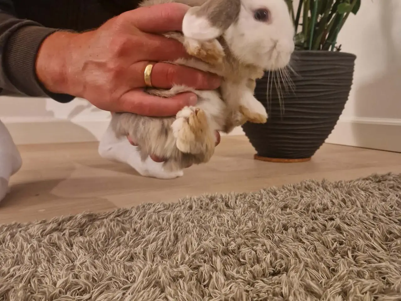 Billede 6 - Minilop kaniner