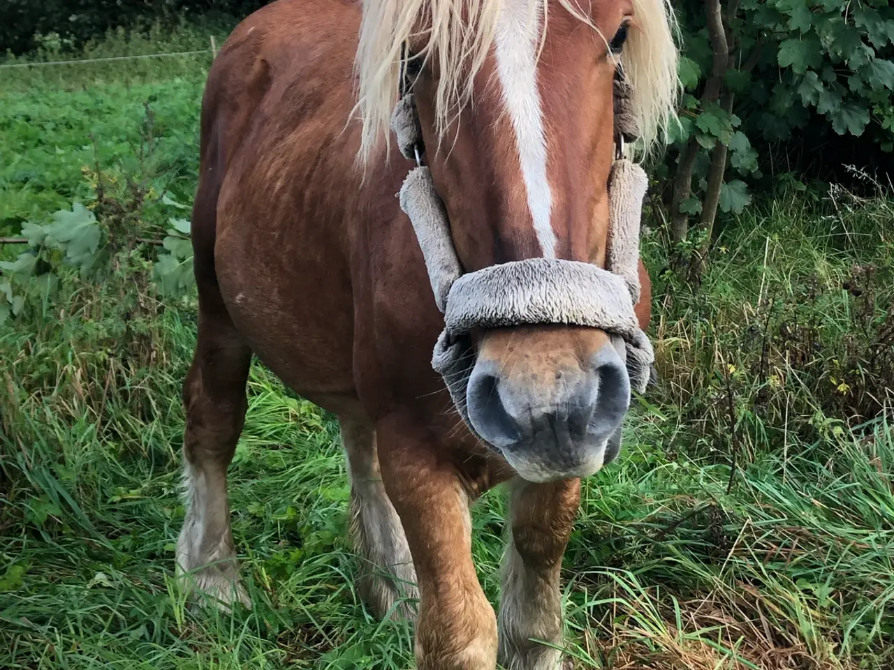 Billede 1 - Jysk 4 års hingst sælges/byttes