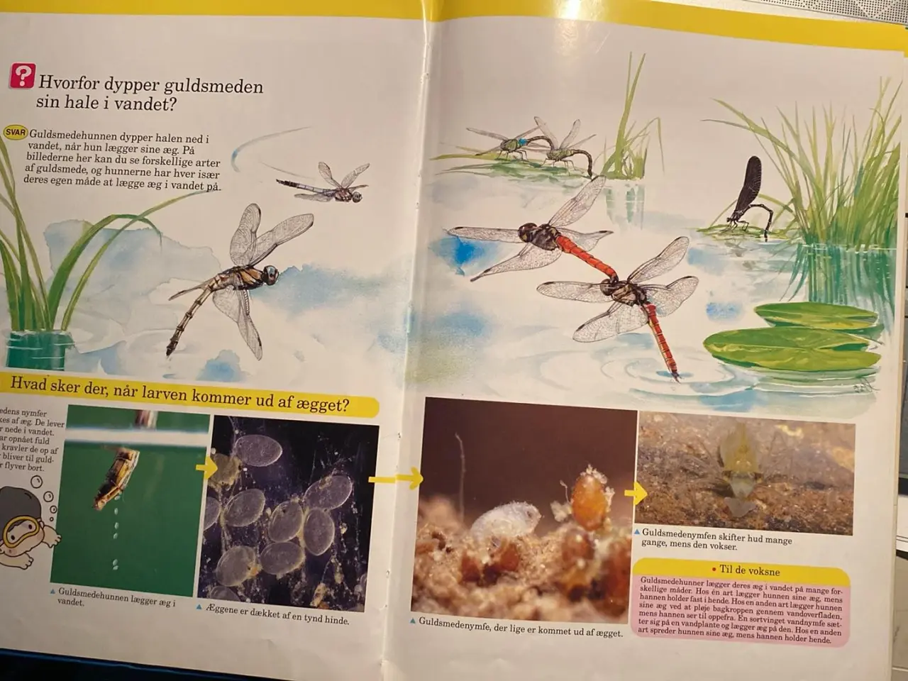 Billede 4 - Insekternes verden