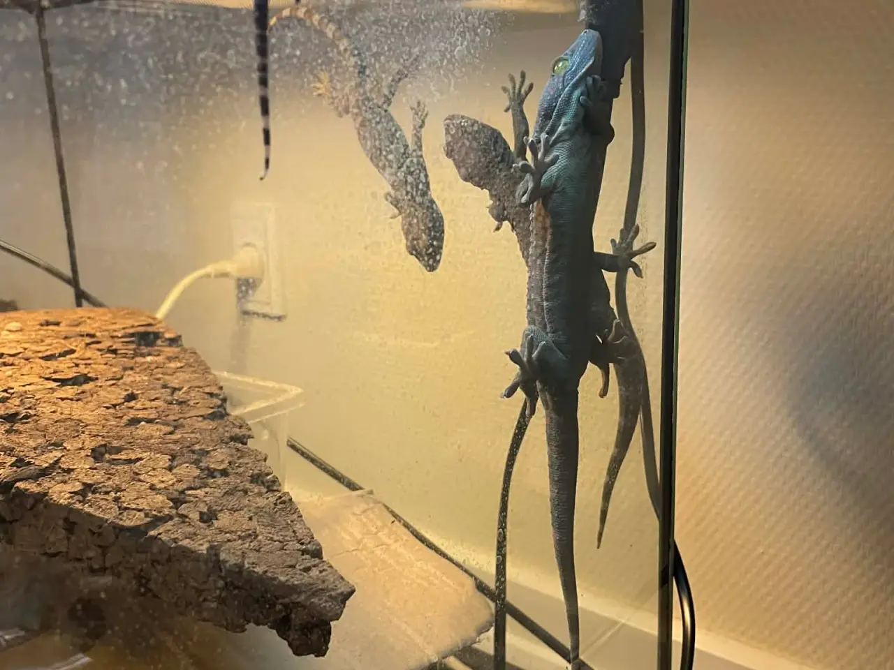 Billede 5 - Gekko unger af Tokay gekko 