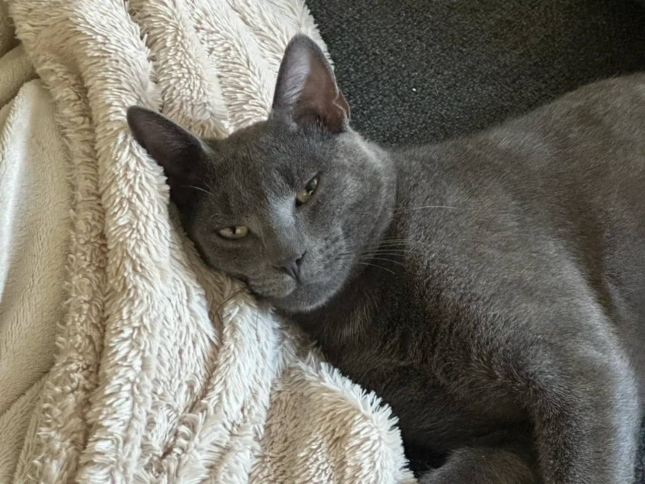 Billede 4 - To smukke han katte