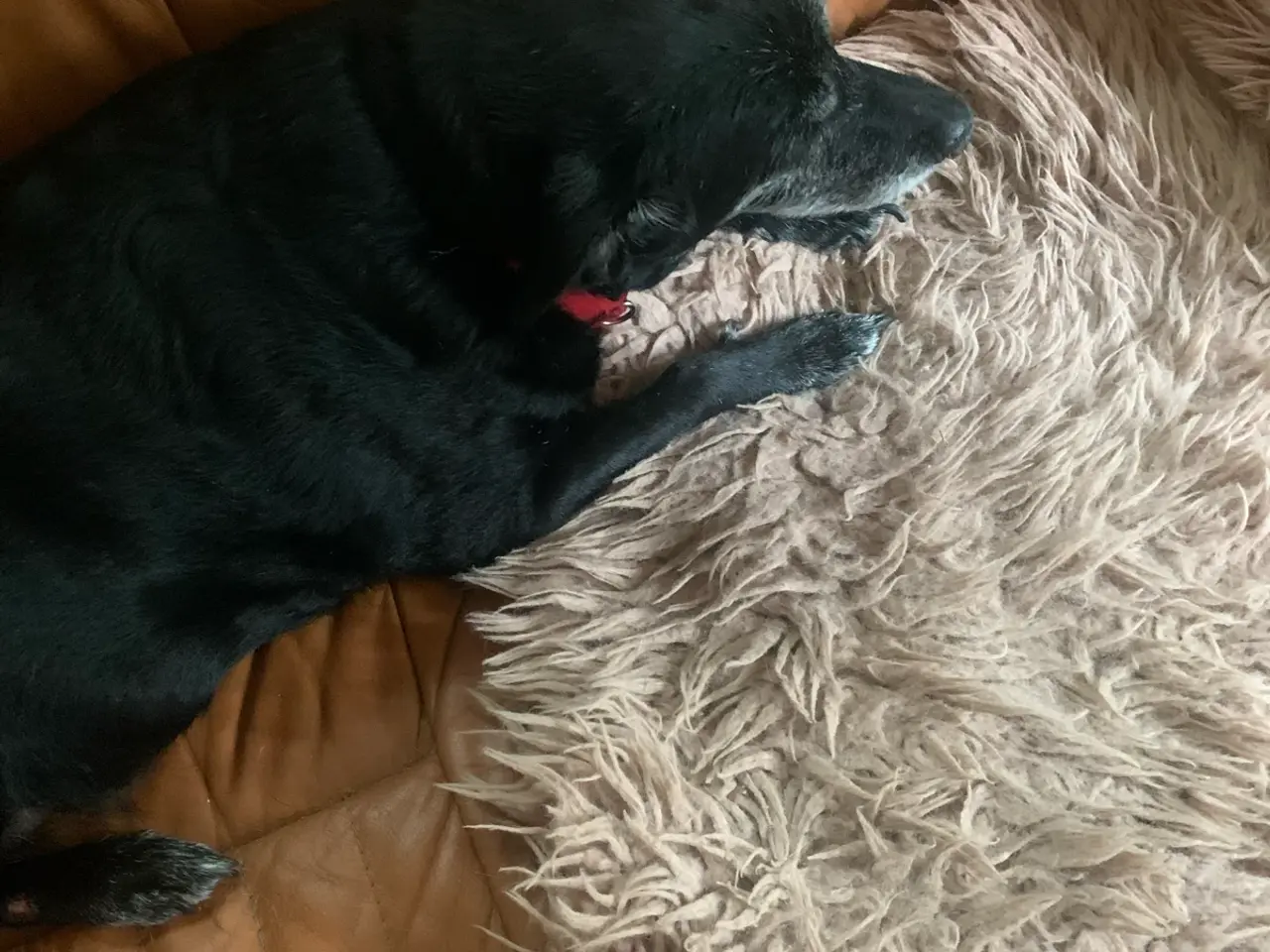 Billede 1 - Voksen hund ønskes