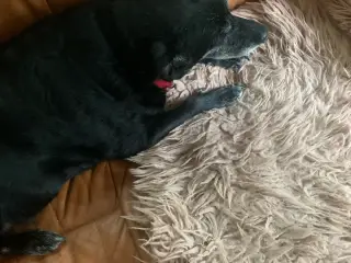 Voksen hund ønskes